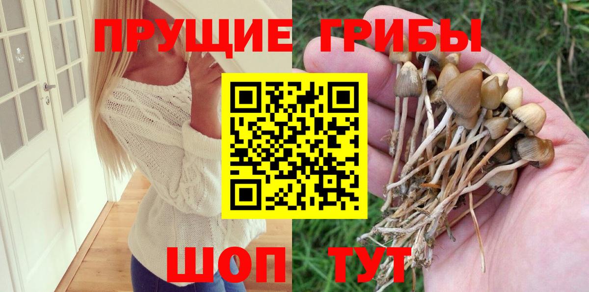 Псилоцибиновые грибы Cubensis Сокол